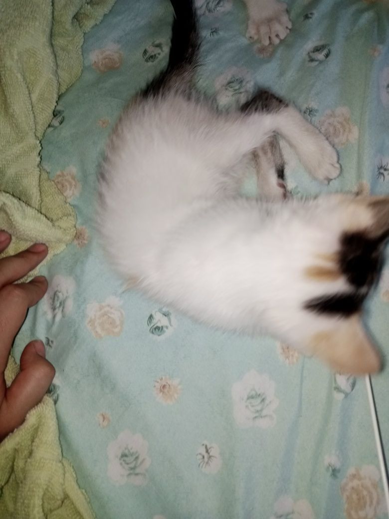 Отдам даром в  хорошие руки котят
