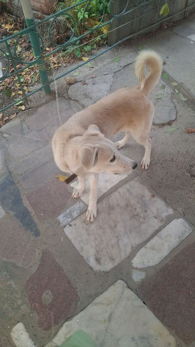 Отдам питомца в добрые руки