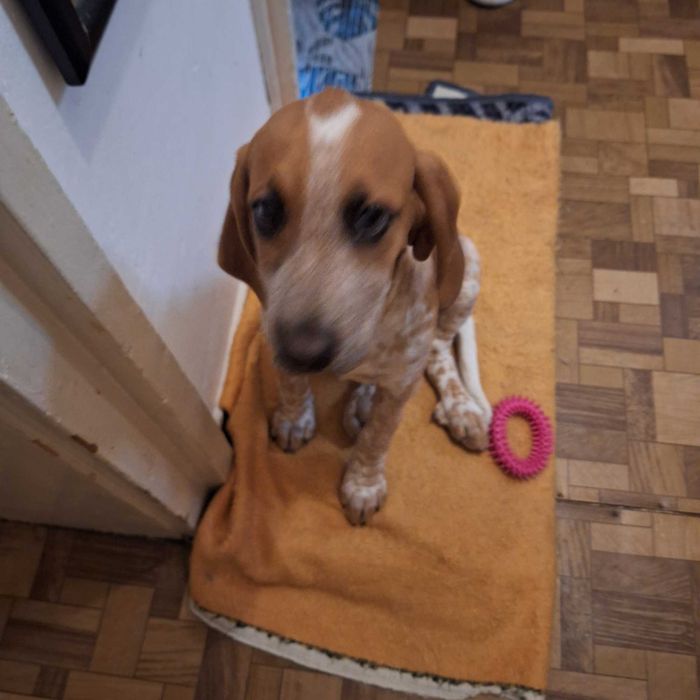 Куче продавам  ловджиско руска пегая