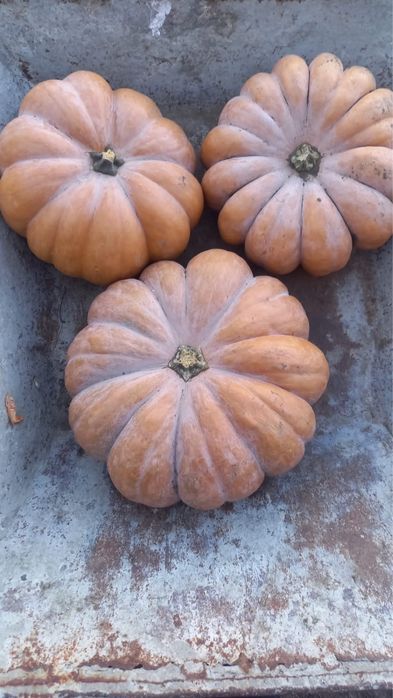 Vând dovleci, plăcintari