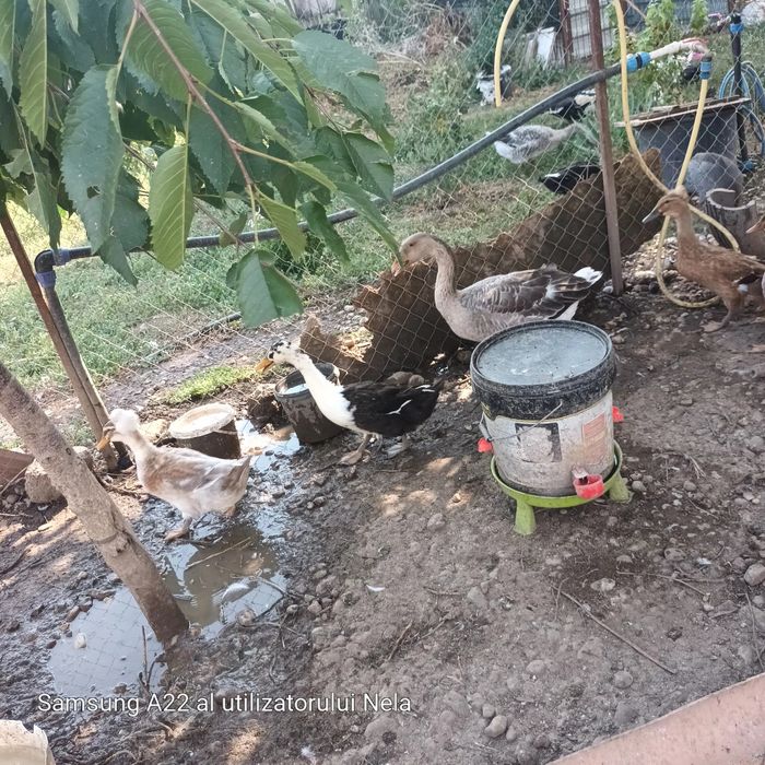 Gaste crescute bio cauta alta casa