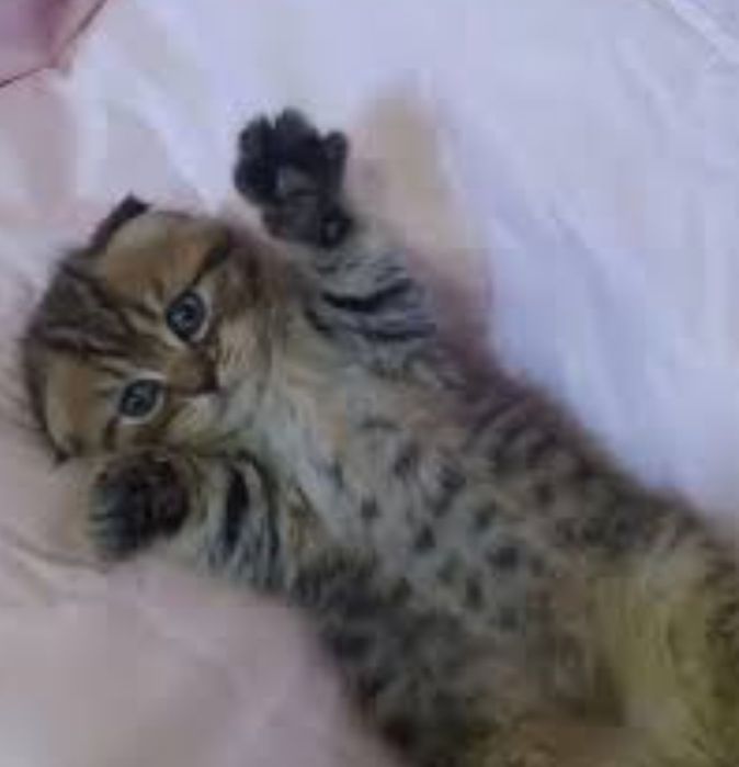 Девочки вечлоухие, в окрасе вискас