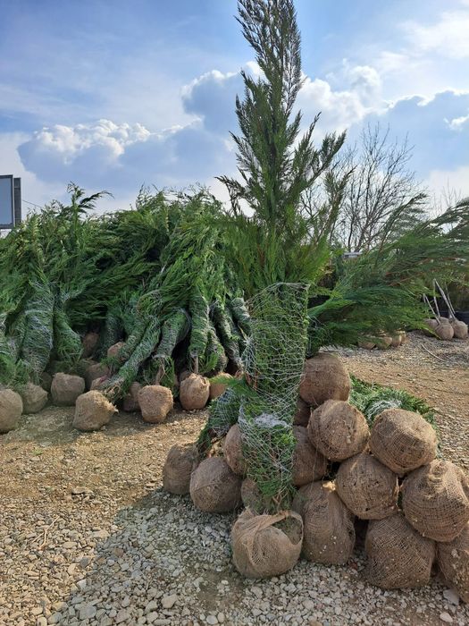 Tuia leylandii brazi arginti etc