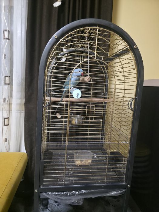 Micul Alexander își caută un nou cămin!