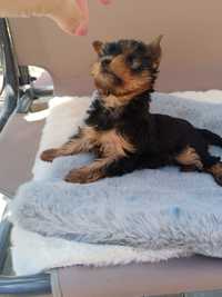 Yorkshire terrier