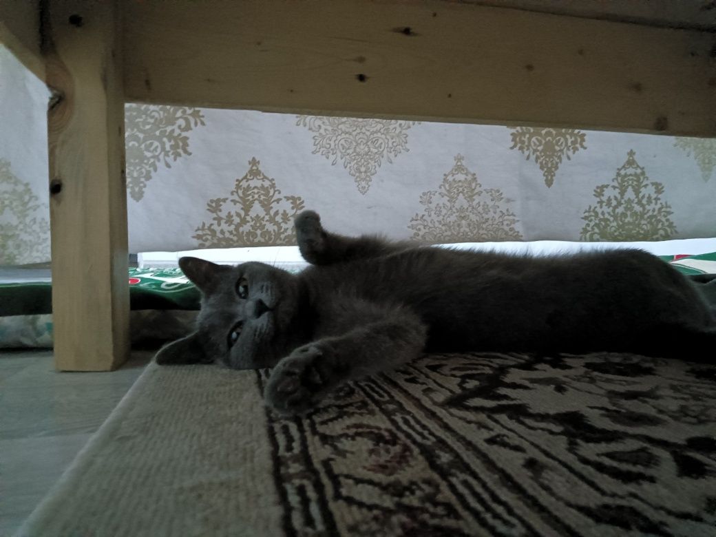Кошка-мать со своими 3-месячными котятами