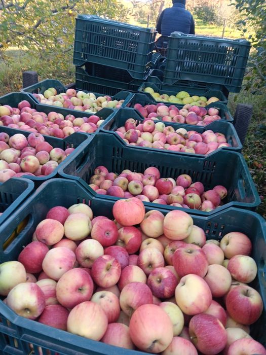 Vând mere de suc țuică