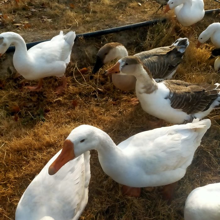 Goz õrdaklar sotiladi