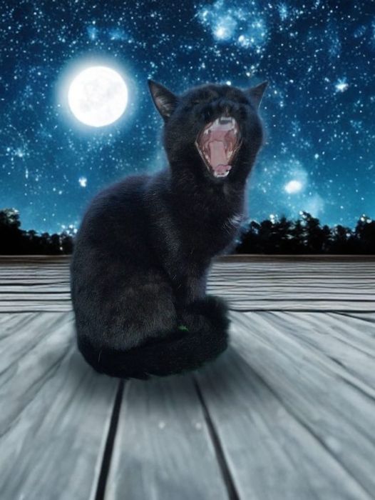 Кошка которая украсит ваш дом