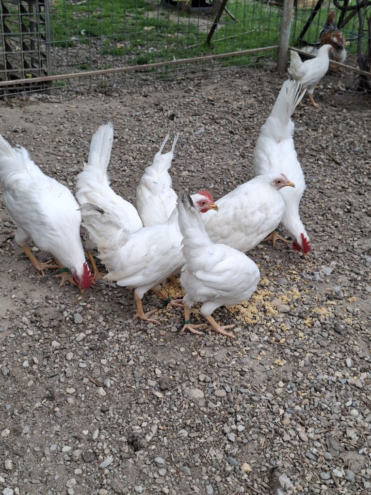 Pui rasa LEGHORN  [ cea mai outoare rasa)