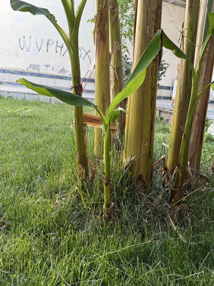 Banan kuchatlari orginal