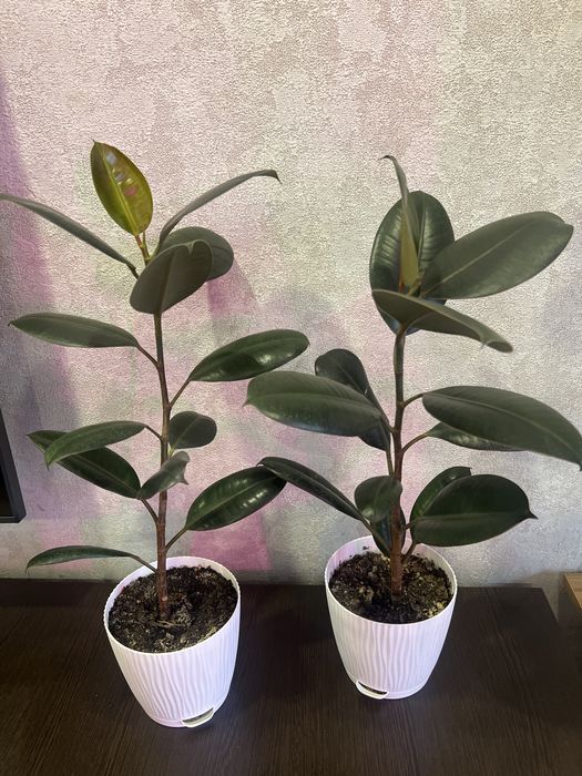 Комнатные цветы фикус