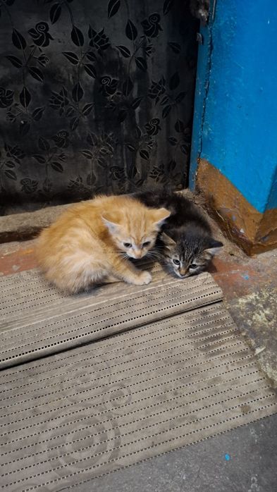 Отдам котят бесплатно