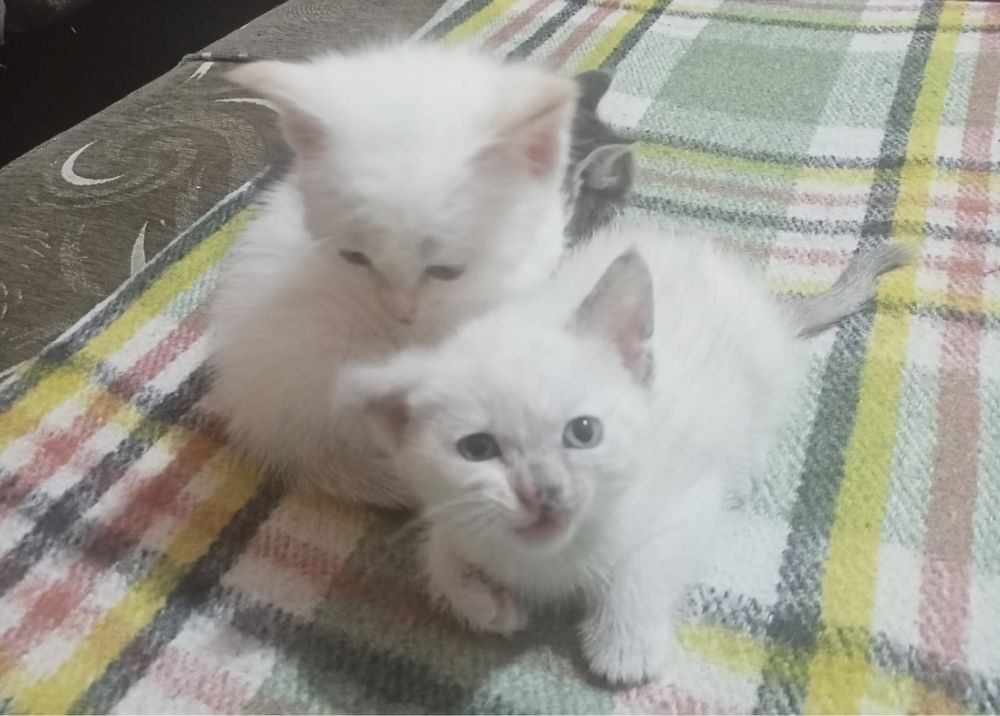 Белый котенок ищет дом!