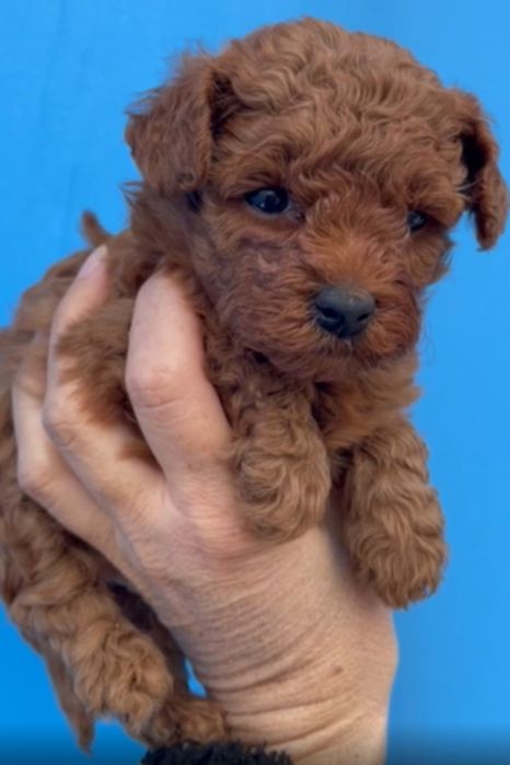 Той Пудел Puddle