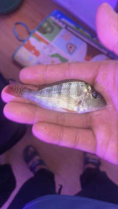 Цихлиды геофагусы скалярий