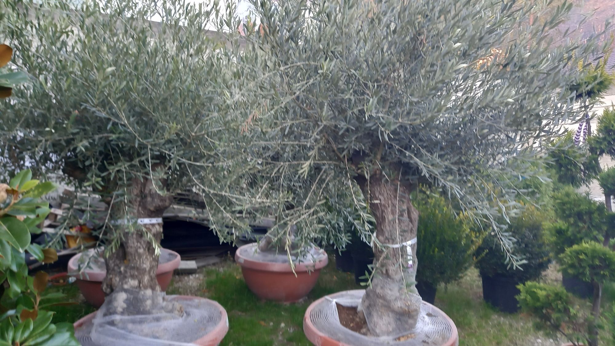 Avem plante ornamentale tuia spiral  măslin  palmieri aducem la comand