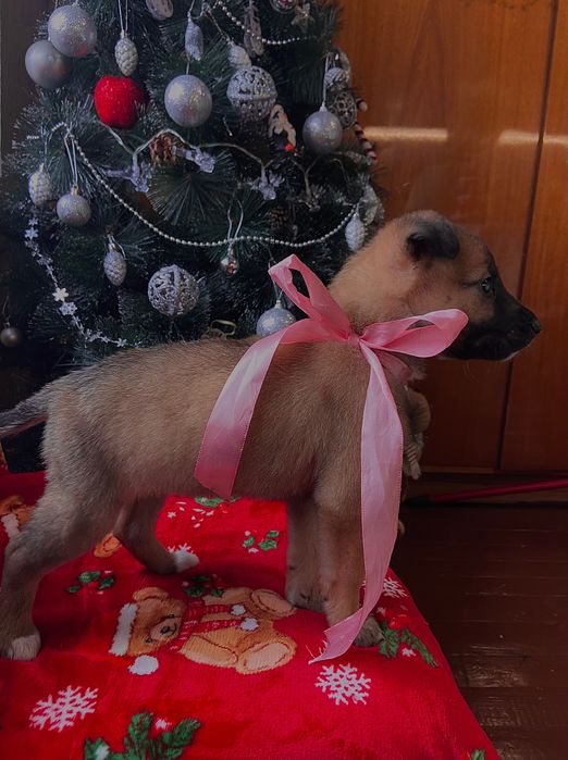 Бебе кученце, момиче