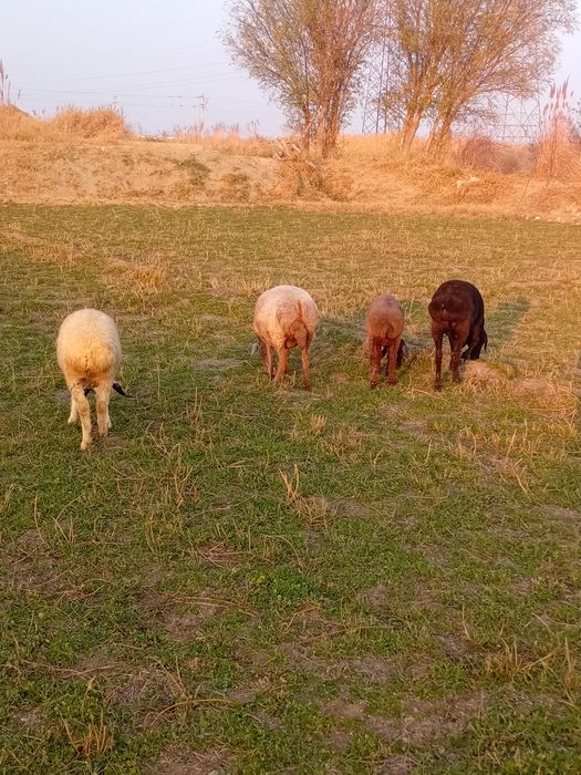 Bug'o'z quyla sotiladi