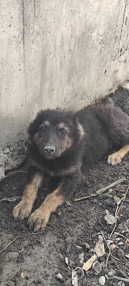 Кизбола кучук пародаси номалум