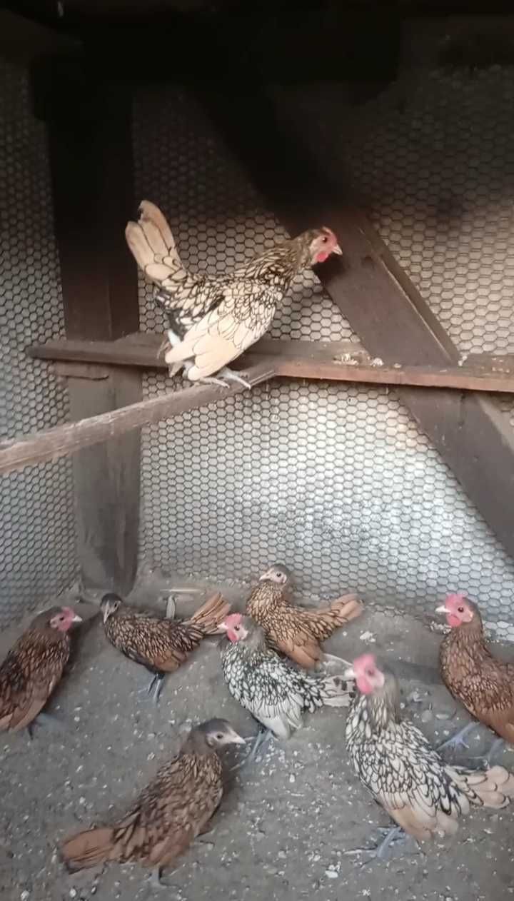 Зибрайт на различни възрасти