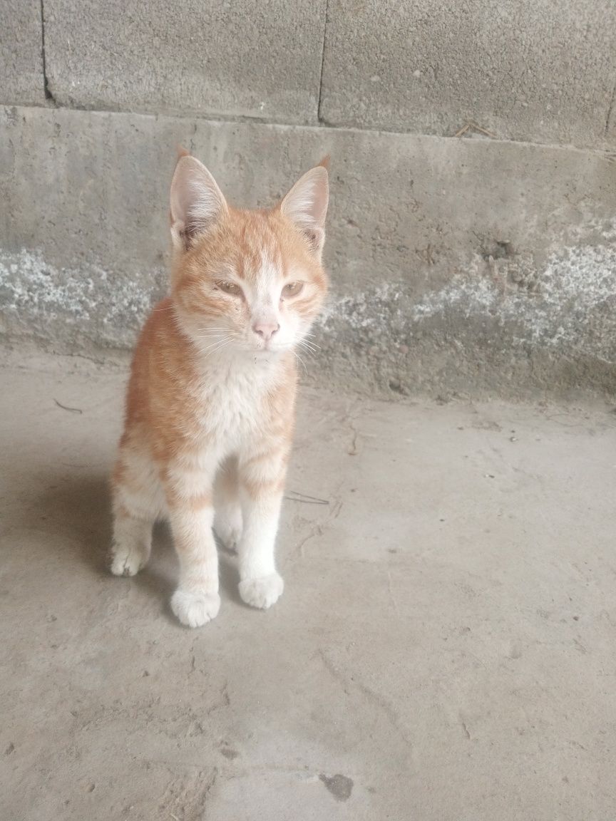 Hadya qilaman, Mushuk hadya qilinadi