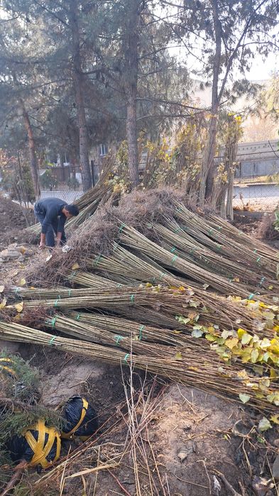 Terak kuchati sotiladi  3 mingdan optomga
