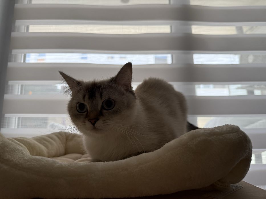 Чистокръвна британска късокосместа със сини очи