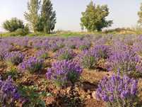 Lavanda optom narxda 30 mingdan boshlanadi