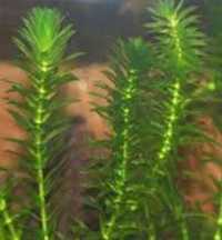 Элодея - самое популярное аквариумное растение