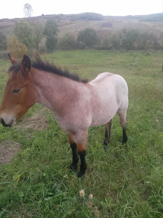 Vând Mânză de 5 luni