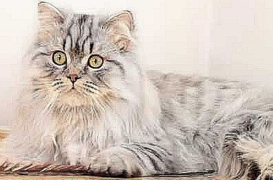 Scottish straigth mushuk.Шотландская стрейтовая кошка