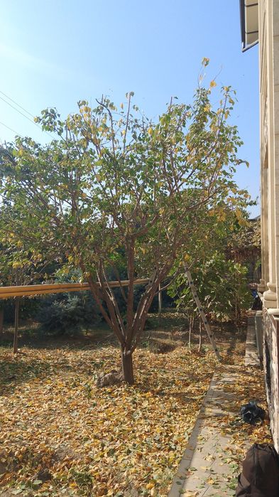 Daraxt kisish va shakli berish xezmati