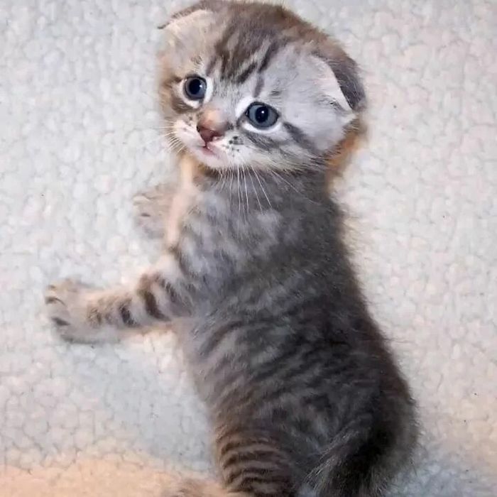 Забавный шотландский малыш