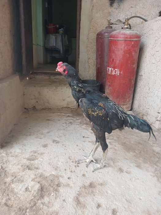 Xo‘roz sotiladi xo‘roz