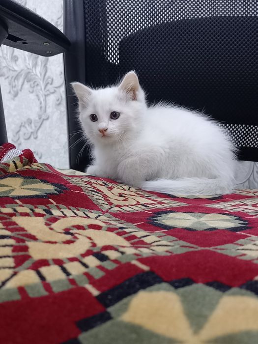 Продаётся   кошка