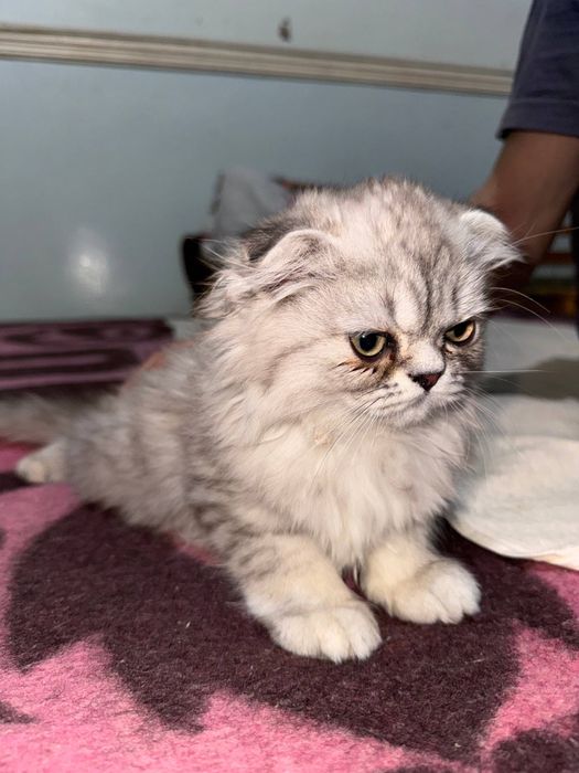 Вислоухий котенок.