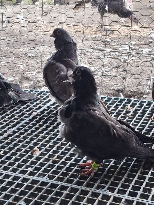 Porumbei pescarusi chinezi