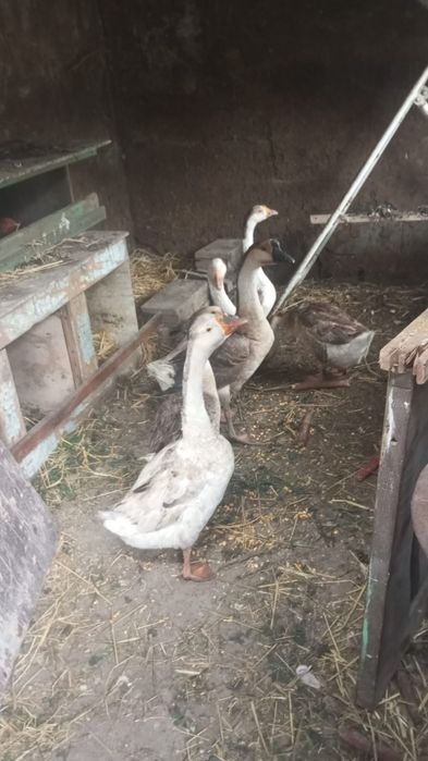 Гуси, домашние, за 7000к.