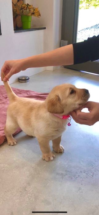 Pui Labrador Retriever cu Pedigree Tip A