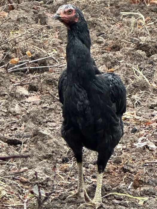 Dakan tovuq sotiladi