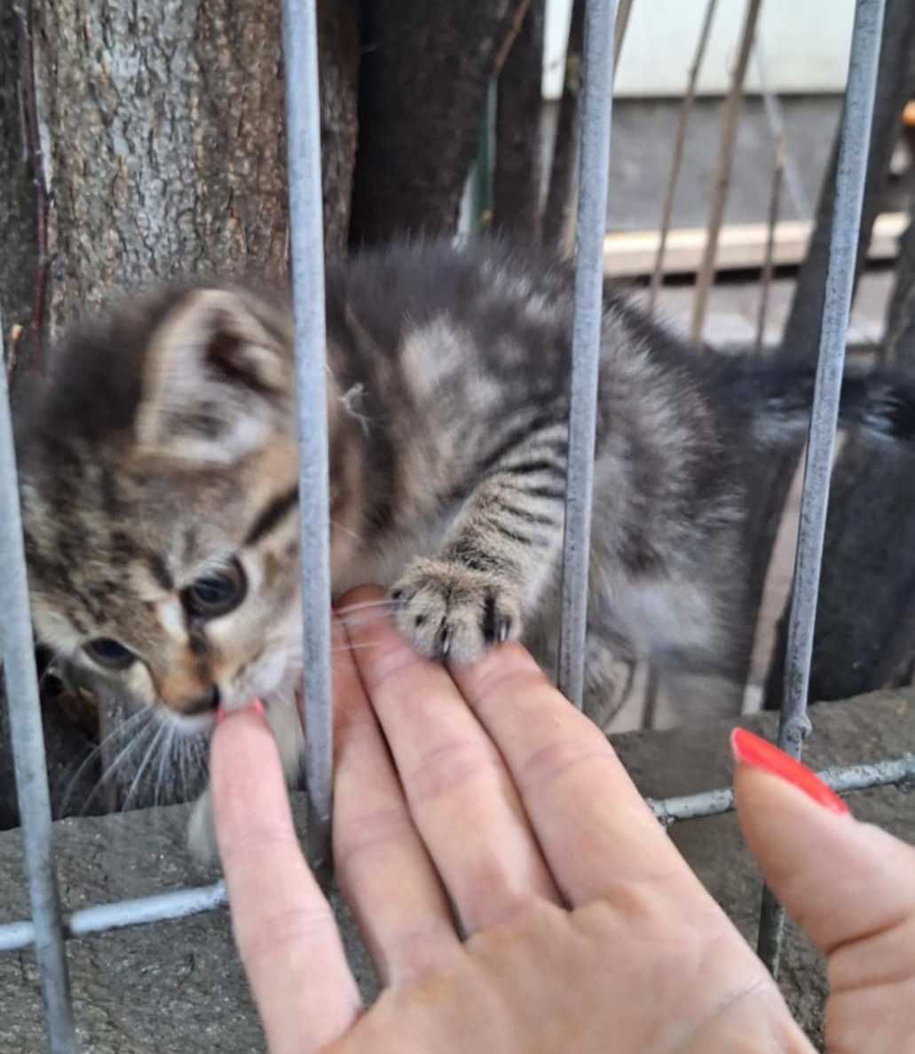 30-дневно женско коте от София търси дом!