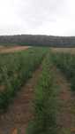 Tuia - Cel mai frumos gard viu Leylandii (leilandi) Chiparos