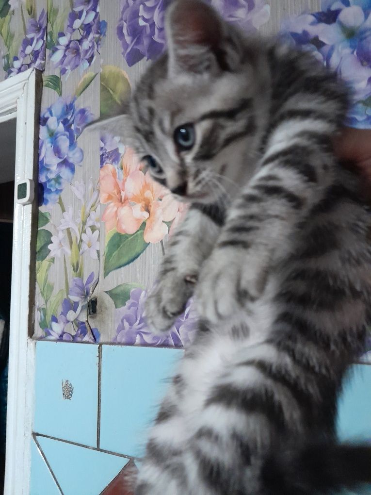 Котята Британские