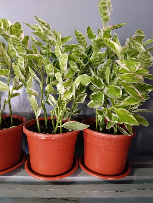 Тоза хаво берувчи гуллар