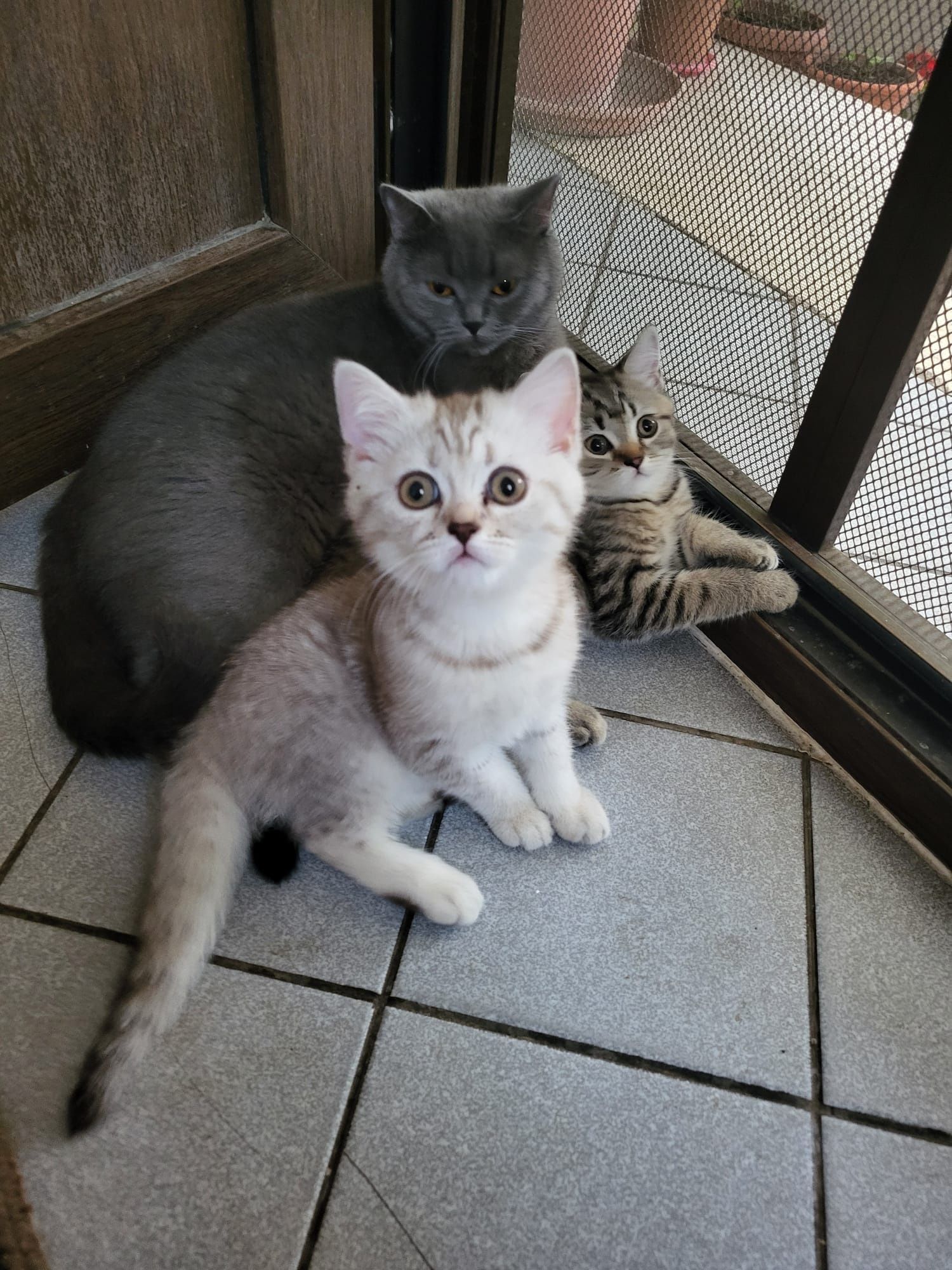 Pisoi British shorthair