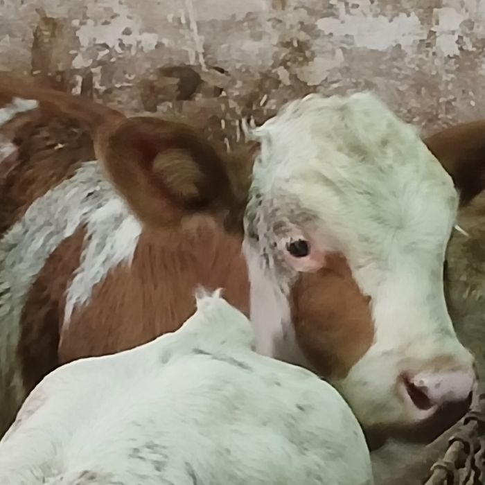 Vitei baltata românească si belgian