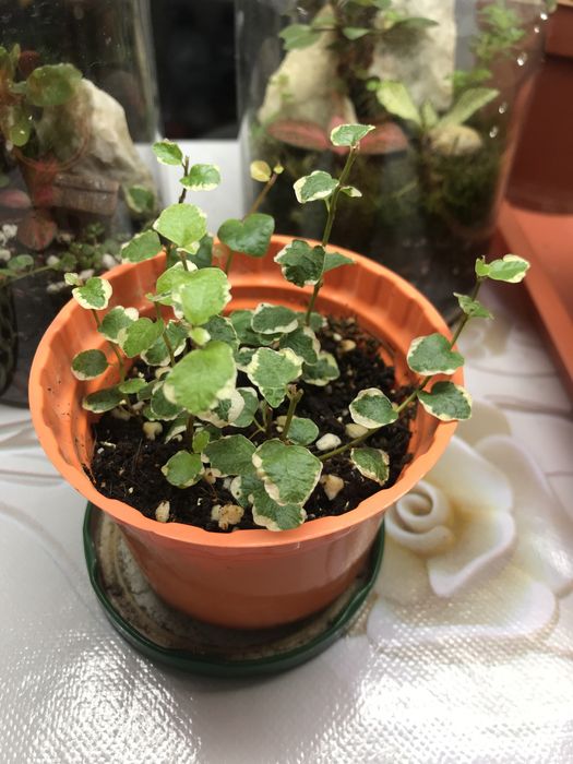 Продам фикус Пумила!