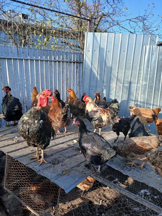 Vând cocoși de casă