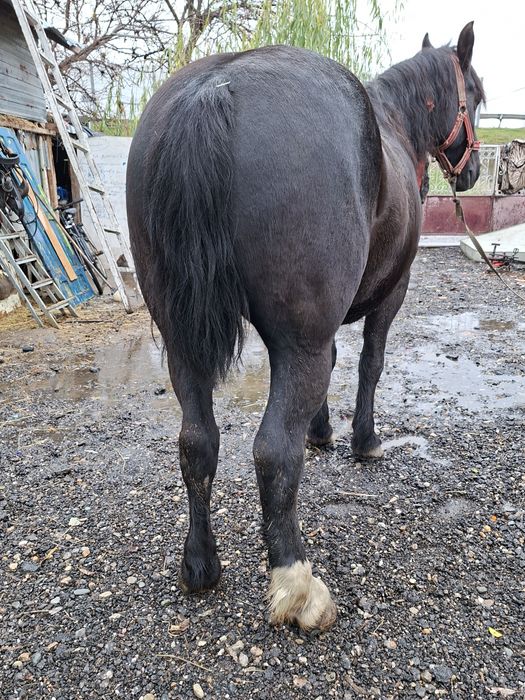 Vând cal castrat an vârstă de 5 ani nu musca nu da din picioare l